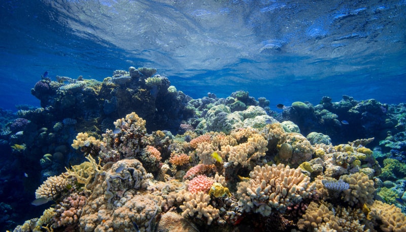 coral-reef